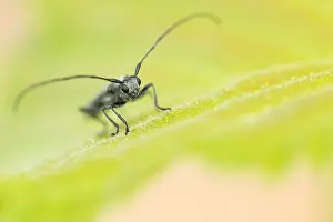 Bilder Datiert 29. Mai 2020: Großaufnahme eines Insekts in Deutschland.