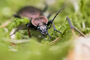 März Drucke: Makrobild eines Insekts in Deutschland.