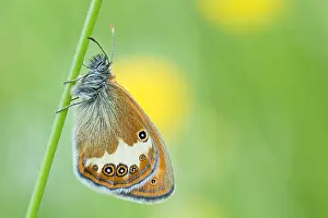 Bilder Datiert 30. Mai 2020: Makrobild eines Insekts in Deutschland.
