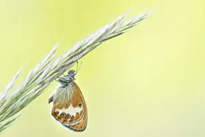 Bilder Datiert 30. Mai 2020: Großaufnahme eines Insekts in Deutschland.