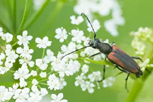 Macro Insect Images Drucke: Macro image of an insect in Germany
