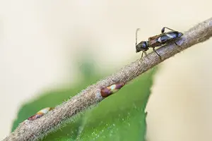 April Drucke: Makrobild eines Insekts in Deutschland