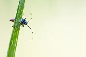 Bilder Datiert 7. Mai 2020: Großaufnahme eines Insekts in Deutschland.
