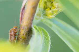 März Drucke: Makrobild eines Insekts in Deutschland.