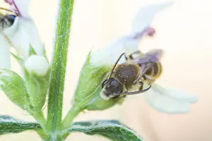 Bilder Datiert 7. Mai 2020: Makrobild eines Insekts in Deutschland.