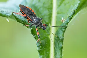 Makrobild eines Insekts in Deutschland.