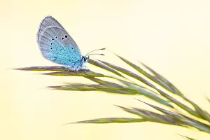 Bilder Datiert 7. Mai 2020: Makrobild eines Insekts in Deutschland.