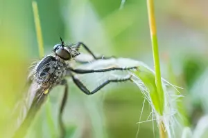 German Flora And Fauna Images Drucke: Macro image of an insect in Germany