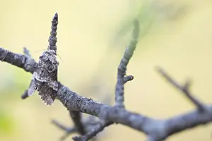 Bilder Datiert 8. Mai 2020: Großaufnahme eines Insekts in Deutschland.