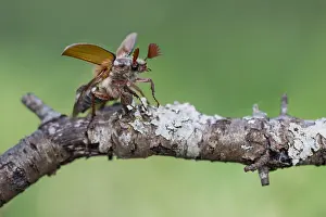 Bilder Datiert 8. Mai 2020: Makrobild eines Insekts in Deutschland.