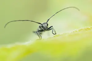 Bilder Datiert 29. Mai 2020: Makrobild eines Insekts in Deutschland.