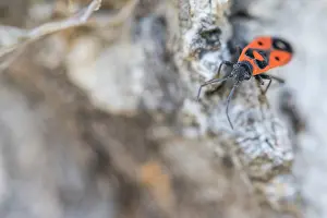 Großaufnahme eines Insekts in Deutschland.