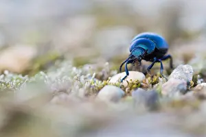 Macro image of an insect in Germany