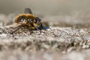 Bilder Datiert 1. März 2020: Ein Makro-Bild eines Insekts in Deutschland.