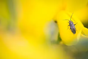 Bilder Datiert 4. Mai 2020: Großaufnahme eines Insekts in Deutschland.