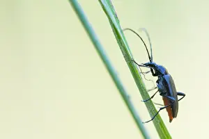 Bilder Datiert 7. Mai 2020: Makrobild eines Insekts in Deutschland.