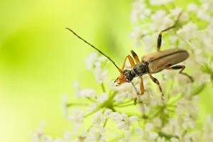 Großaufnahme eines Insekts in Deutschland.