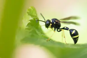 Bilder Datiert 4. Mai 2020: Großaufnahme eines Insekts in Deutschland.