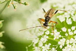 Makrobild eines Insekts in Deutschland.