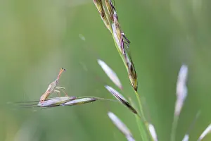 Bilder Datiert 9. Mai 2020: Makrobild eines Insekts in Deutschland.