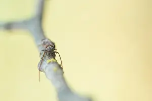 Bilder Datiert 21. Mai 2020: Makrobild eines Insekts in Deutschland.