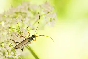 Macro Nature Photography Drucke: Macro image of an insect in Germany