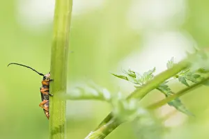 Bilder Datiert 9. Mai 2020: Großaufnahme eines Insekts in Deutschland.