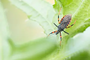 German Fauna And Flora Images Drucke: Macro image of an insect in Germany