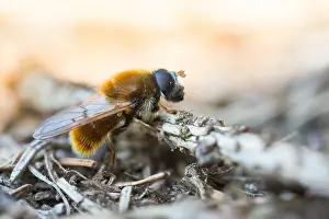 Bilder Datiert 6. April 2020: Makrobild eines Insekts in Deutschland.