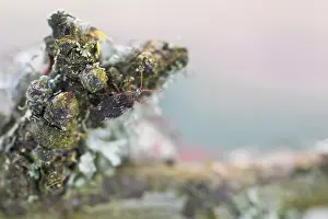Bilder Datiert 2. April 2020: Makrobild eines Insekts in Deutschland.