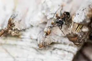 German Fauna And Flora Images Drucke: Macro image of an insect in Germany