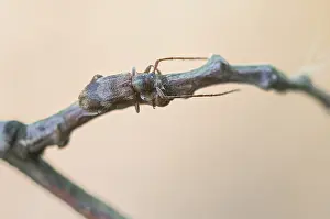 Germany Wildlife Images Drucke: Macro image of an insect in Germany