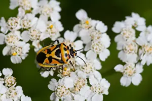 Bilder vom 6. August 2013: Großaufnahme eines Insekts in Deutschland.