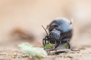 Großaufnahme eines Insekts in Deutschland.