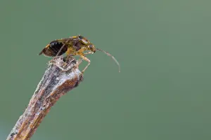 März Drucke: Makrobild eines Insekts in Deutschland.