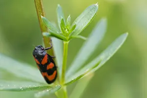 April Drucke: Makrobild eines Insekts in Deutschland.
