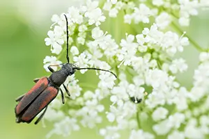 Großaufnahme eines Insekts in Deutschland.