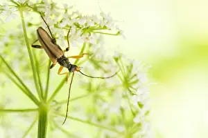 Germany Macro Photography Drucke: Macro image of an insect in Germany