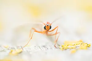 Lower Saxony Nature Images Drucke: Macro image of an insect in Germany