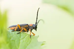Bilder Datiert 9. Mai 2020: Großaufnahme eines Insekts in Deutschland.