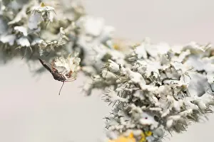 Bilder Datiert 2. April 2020: Makrobild eines Insekts in Deutschland.