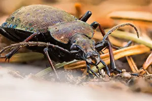 Bilder Datiert 2. April 2020: Großaufnahme eines Insekts in Deutschland.