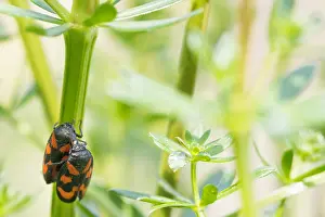 April Drucke: Großaufnahme eines Insekts in Deutschland.