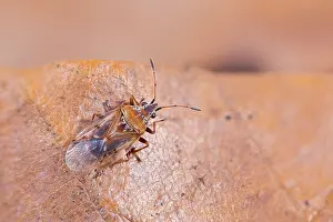 German Flora And Fauna Images Drucke: Macro image of an insect in Germany