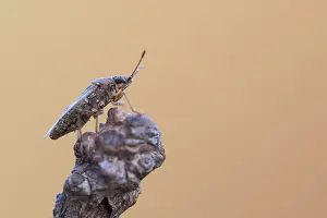 Großaufnahme eines Insekts in Deutschland.