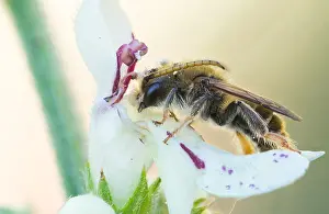 Bilder Datiert 7. Mai 2020: Großaufnahme eines Insekts in Deutschland.