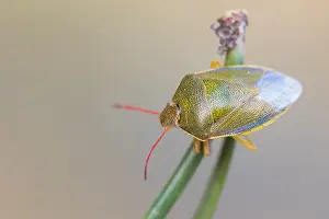 Nature Photography Germany Outdoors Drucke: Macro image of an insect in Germany