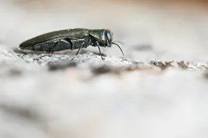 Bilder Datiert 8. Mai 2020: Makrobild eines Insekts in Deutschland.