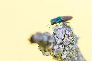 Bilder Datiert 6. Mai 2020: Makrobild eines Insekts in Deutschland.