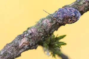 Bilder Datiert 16. Dezember 2019: Makrobild eines Insekts in Deutschland.